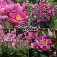 Anemone Margarete