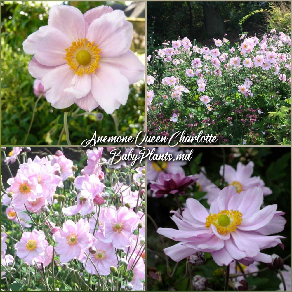 Anemone Queen Charlotte