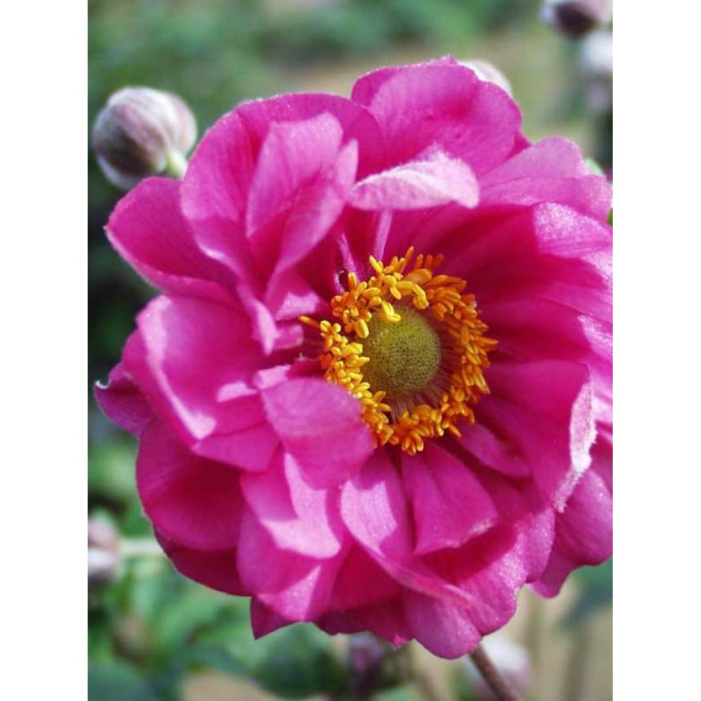Anemone Margarete