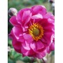 Anemone Margarete