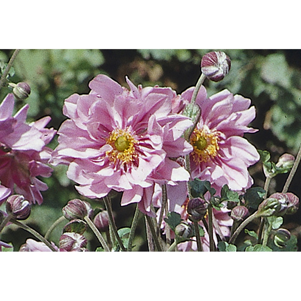 Anemone Queen Charlotte