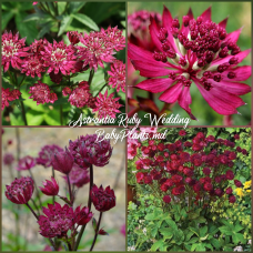 Astrantia Claret