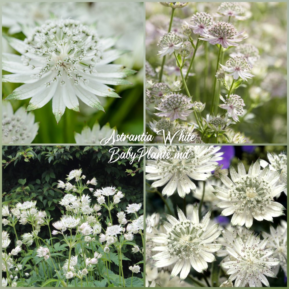 Astrantia White