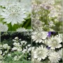Astrantia White