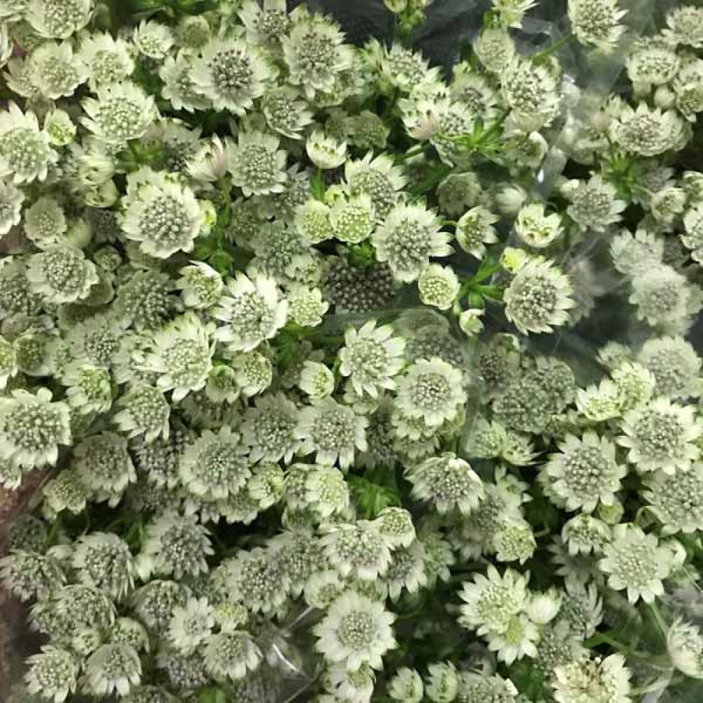 Astrantia White