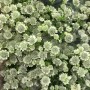 Astrantia White