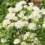 Astrantia White