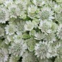 Astrantia White