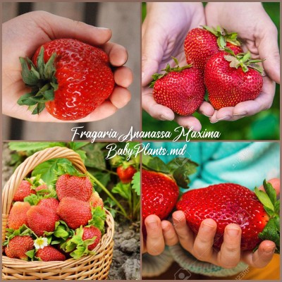 Fragaria Ananassa Maxim