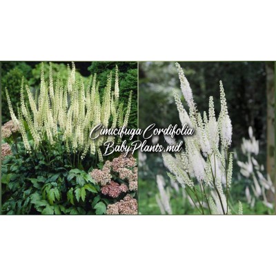 Cimicifuga Cordifolia