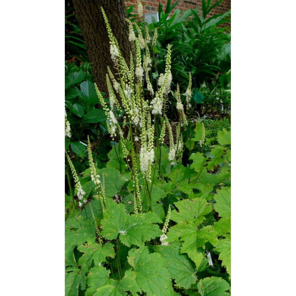 Cimicifuga Cordifolia