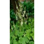 Cimicifuga Cordifolia