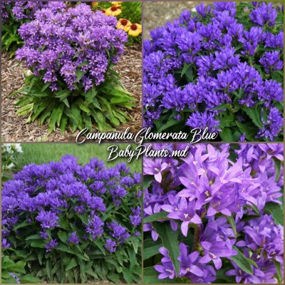 Campanula Glomerata Blue
