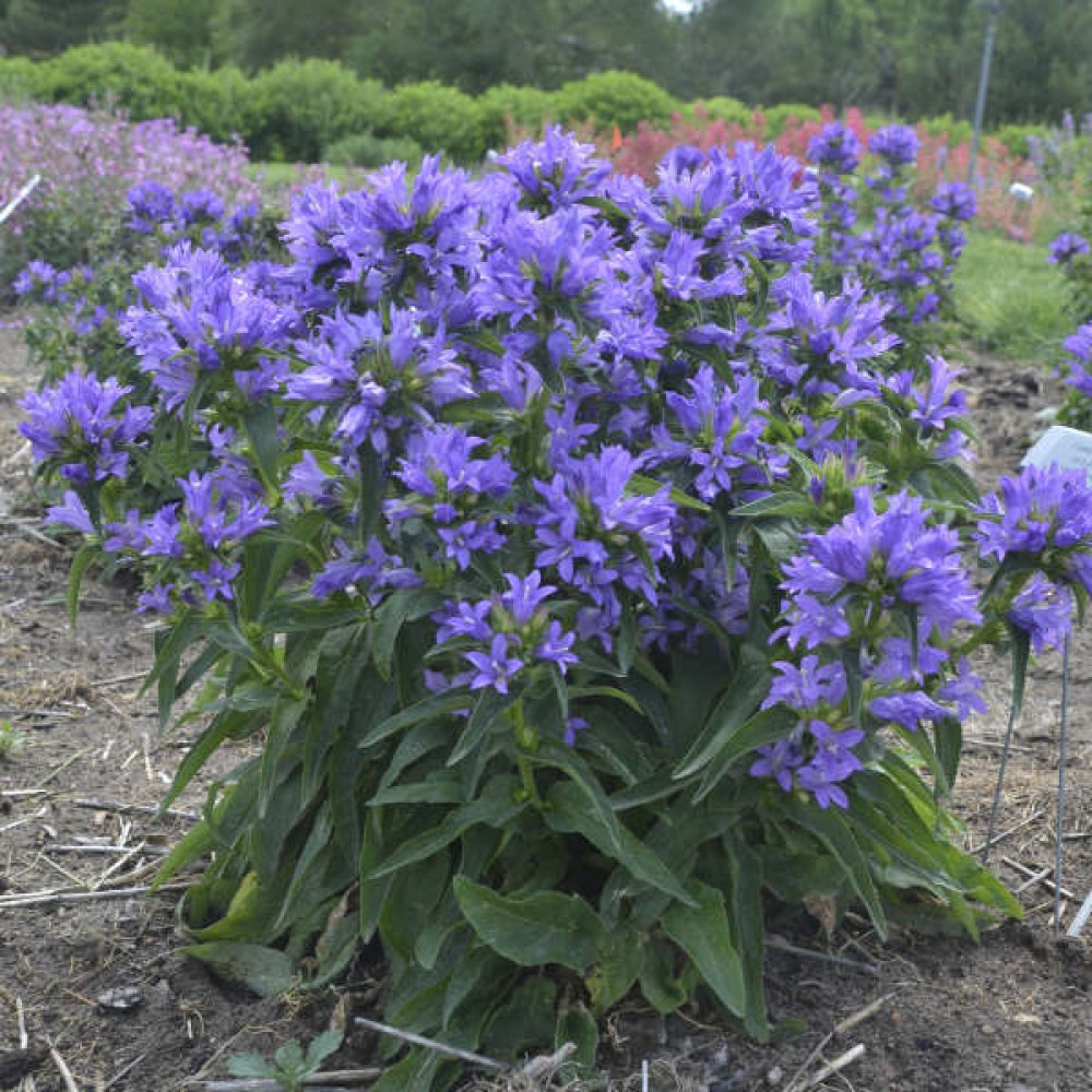 Campanula Glomerata Blue