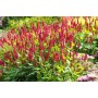 Persicaria amplex Firetail