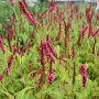 Persicaria amplex Firetail