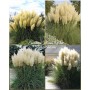 Cortaderia Selloana White