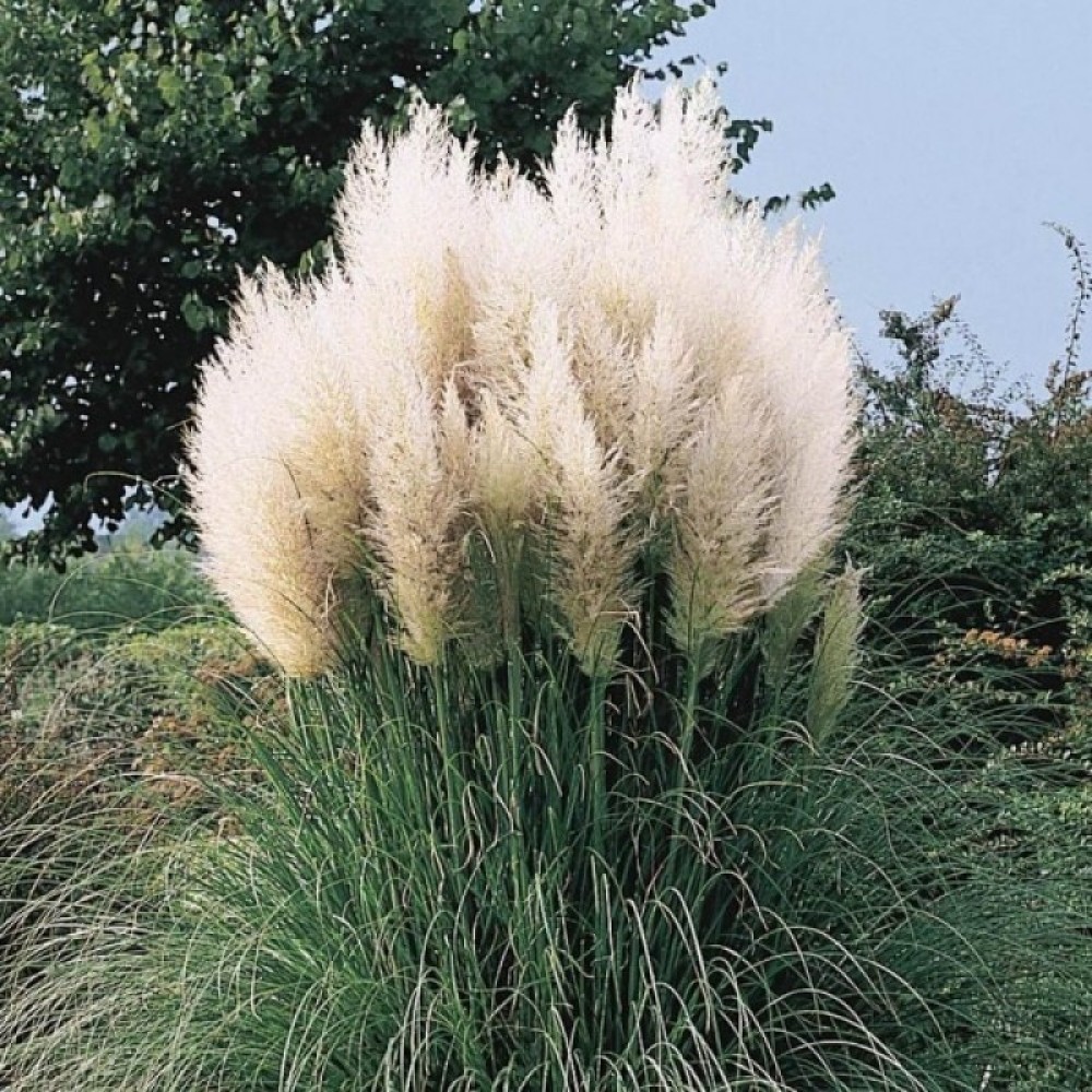 Cortaderia Selloana White
