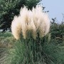Cortaderia Selloana White