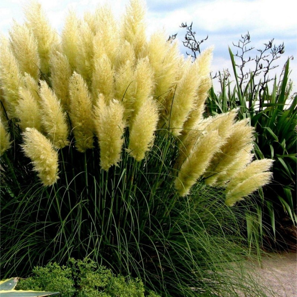 Cortaderia Selloana White