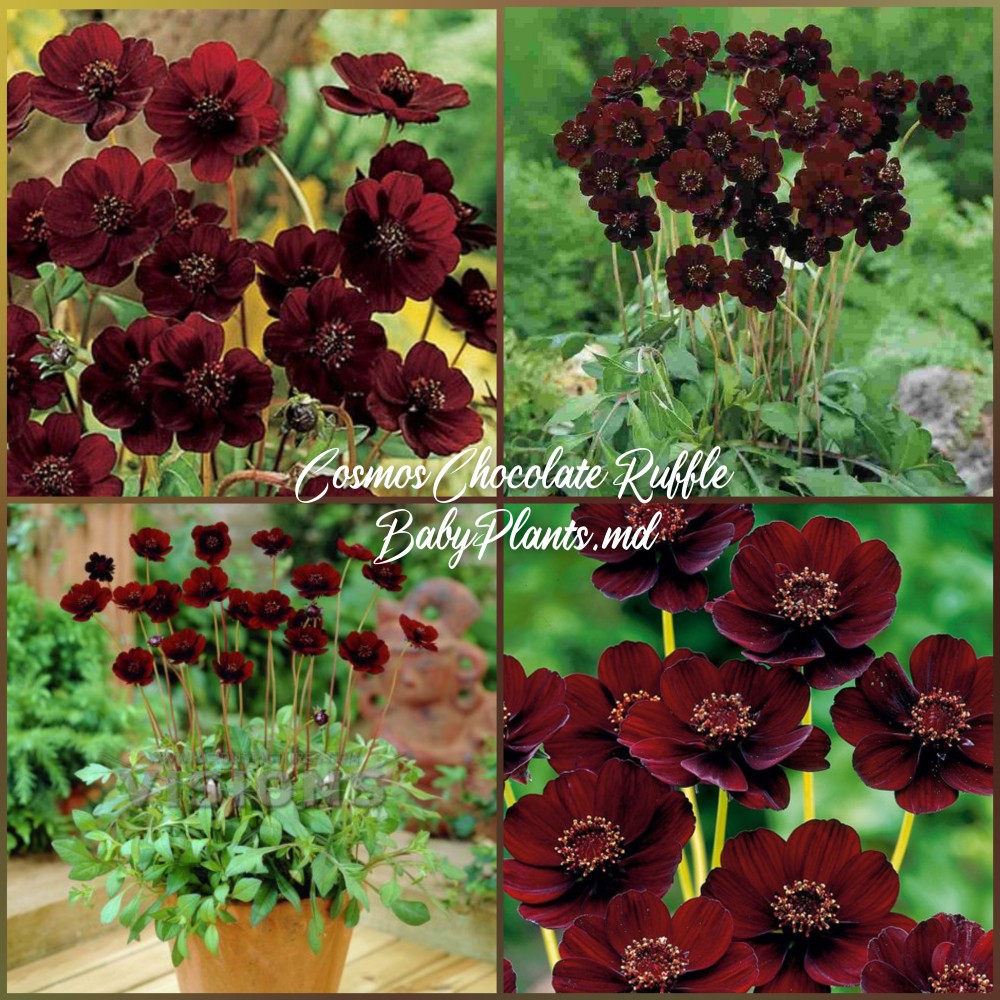 Cosmos Chocolate Ruffle
