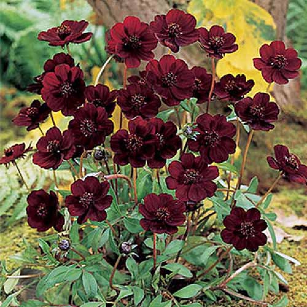 Cosmos Chocolate Ruffle