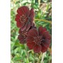 Cosmos Chocolate Ruffle