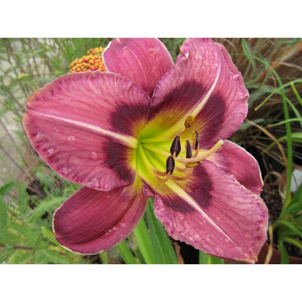 Hemerocallis Always Afternoon