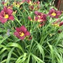 Hemerocallis Bela Lugosi