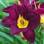 Hemerocallis Bela Lugosi