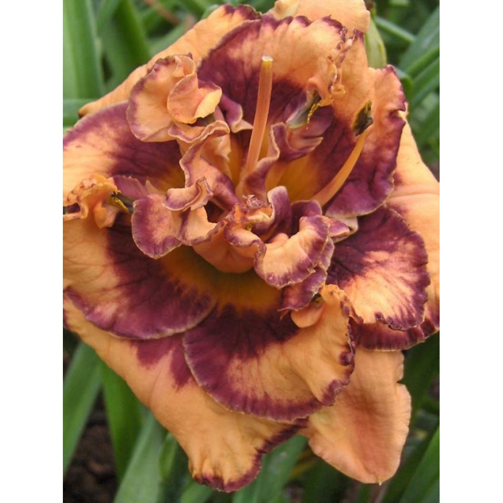 Hemerocallis Double Exploded Pumpkin