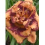 Hemerocallis Double Exploded Pumpkin