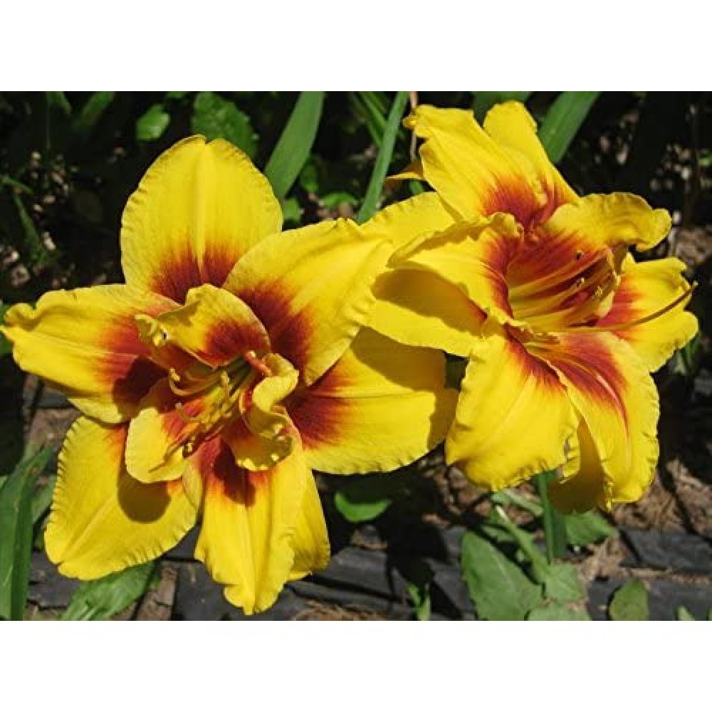 Hemerocallis Double Mount Helena