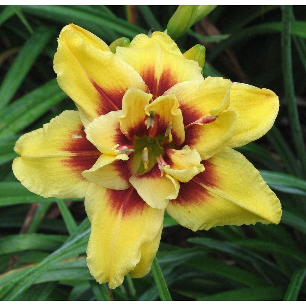 Hemerocallis Double Mount Helena