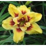 Hemerocallis Double Mount Helena