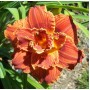 Hemerocallis Double Paprika Flame