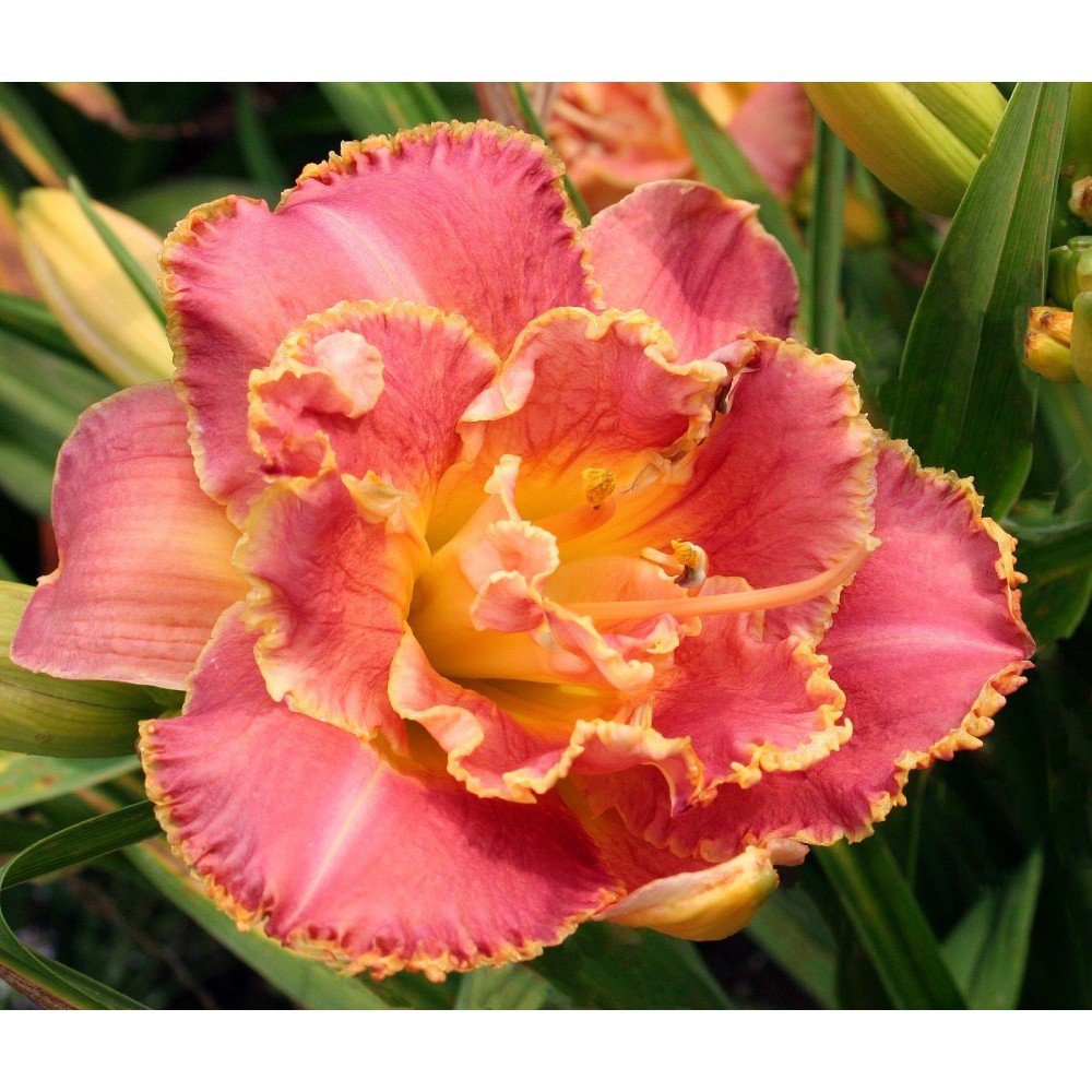 Hemerocallis Double Susan Pritchard Petit