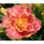 Hemerocallis Double Susan Pritchard Petit