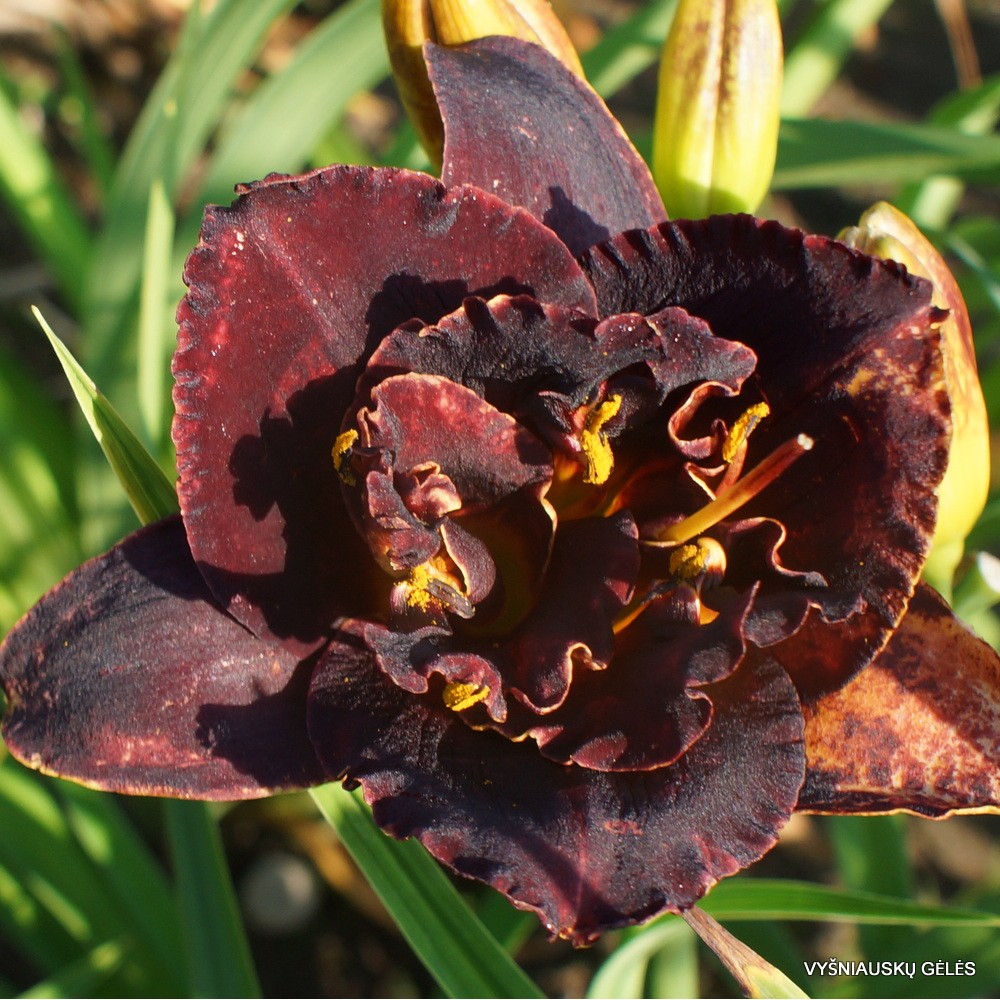 Hemerocallis Double Voodoo Dancer