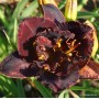 Hemerocallis Double Voodoo Dancer