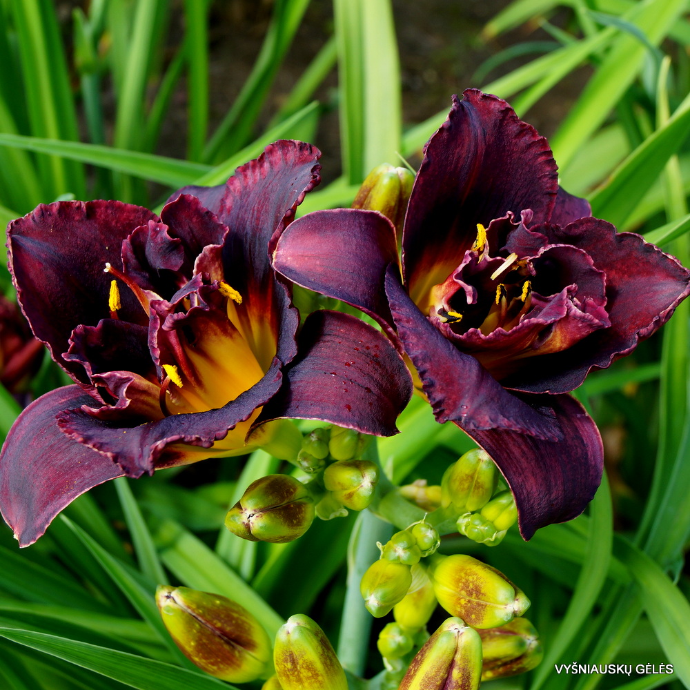 Hemerocallis Double Voodoo Dancer