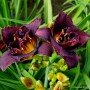 Hemerocallis Double Voodoo Dancer