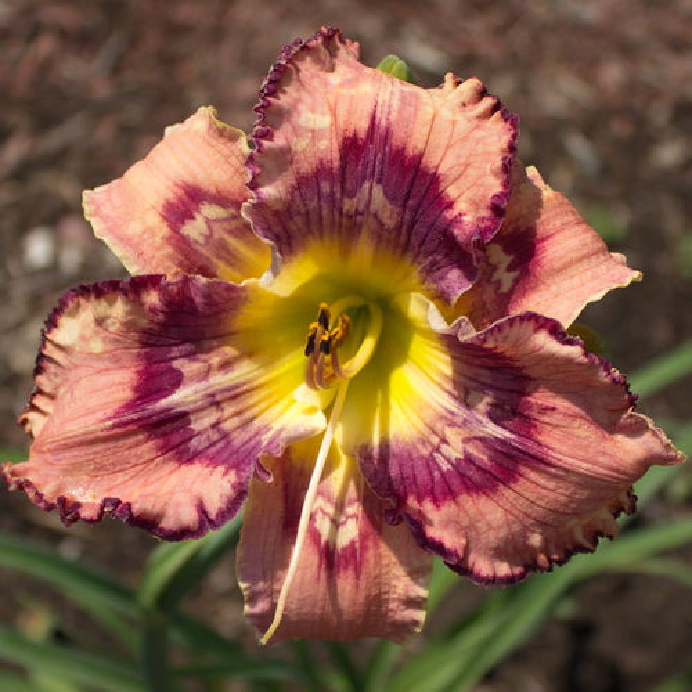 Hemerocallis Get Jiggy