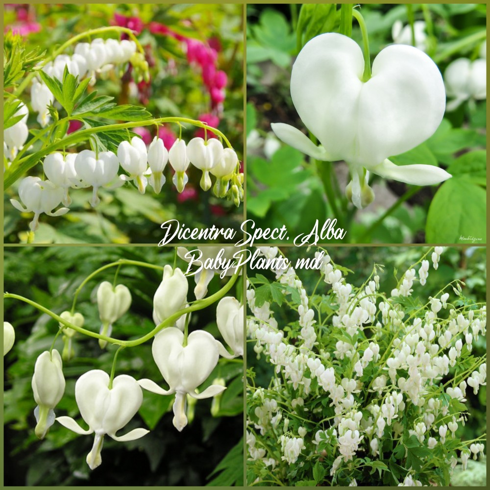 Dicentra Spectabilis Alba