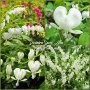 Dicentra Spectabilis Alba