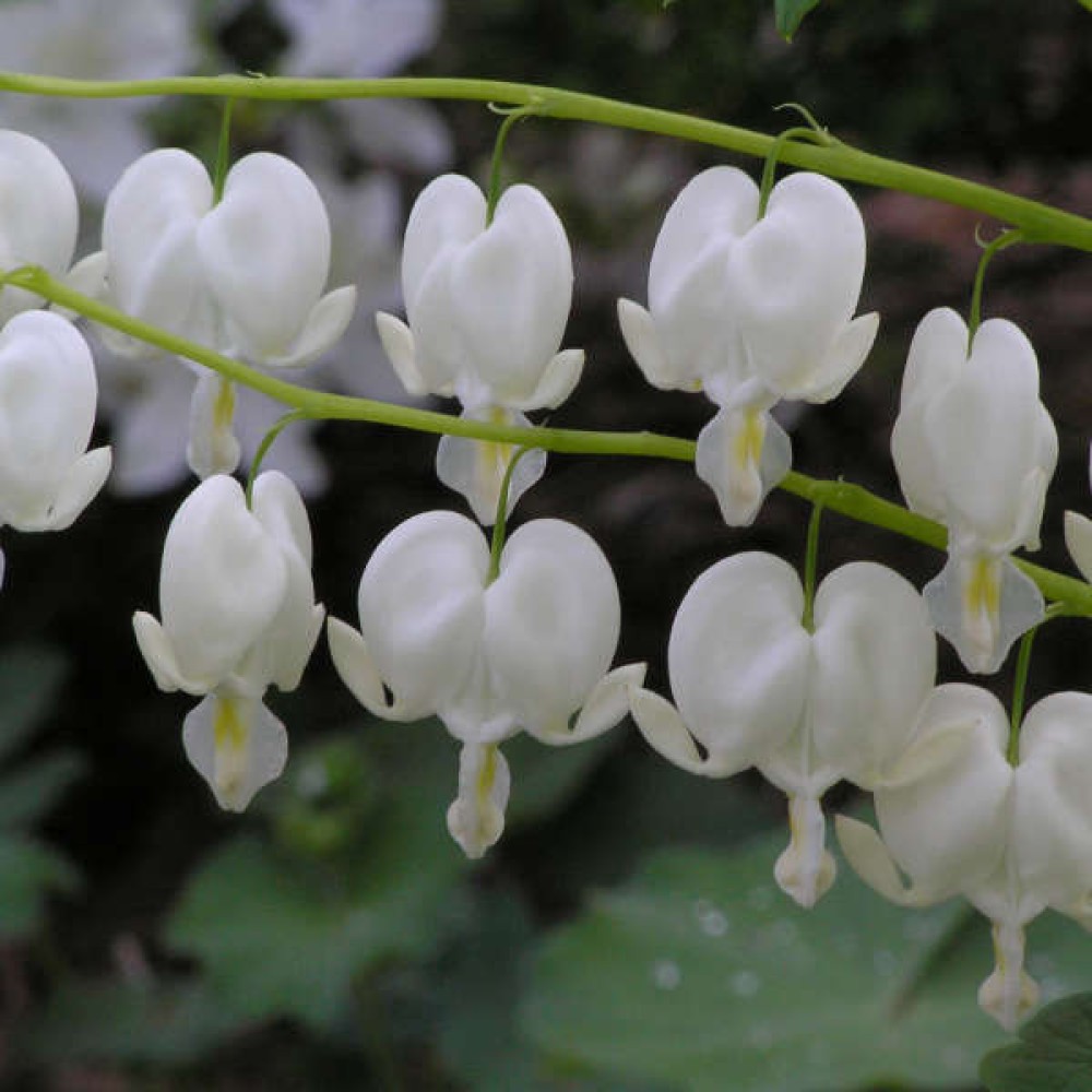 Dicentra Spectabilis Alba