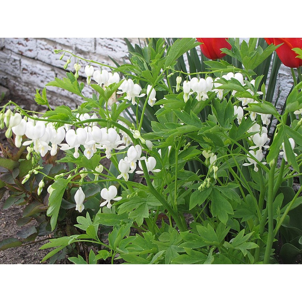 Dicentra Spectabilis Alba