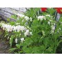 Dicentra Spectabilis Alba
