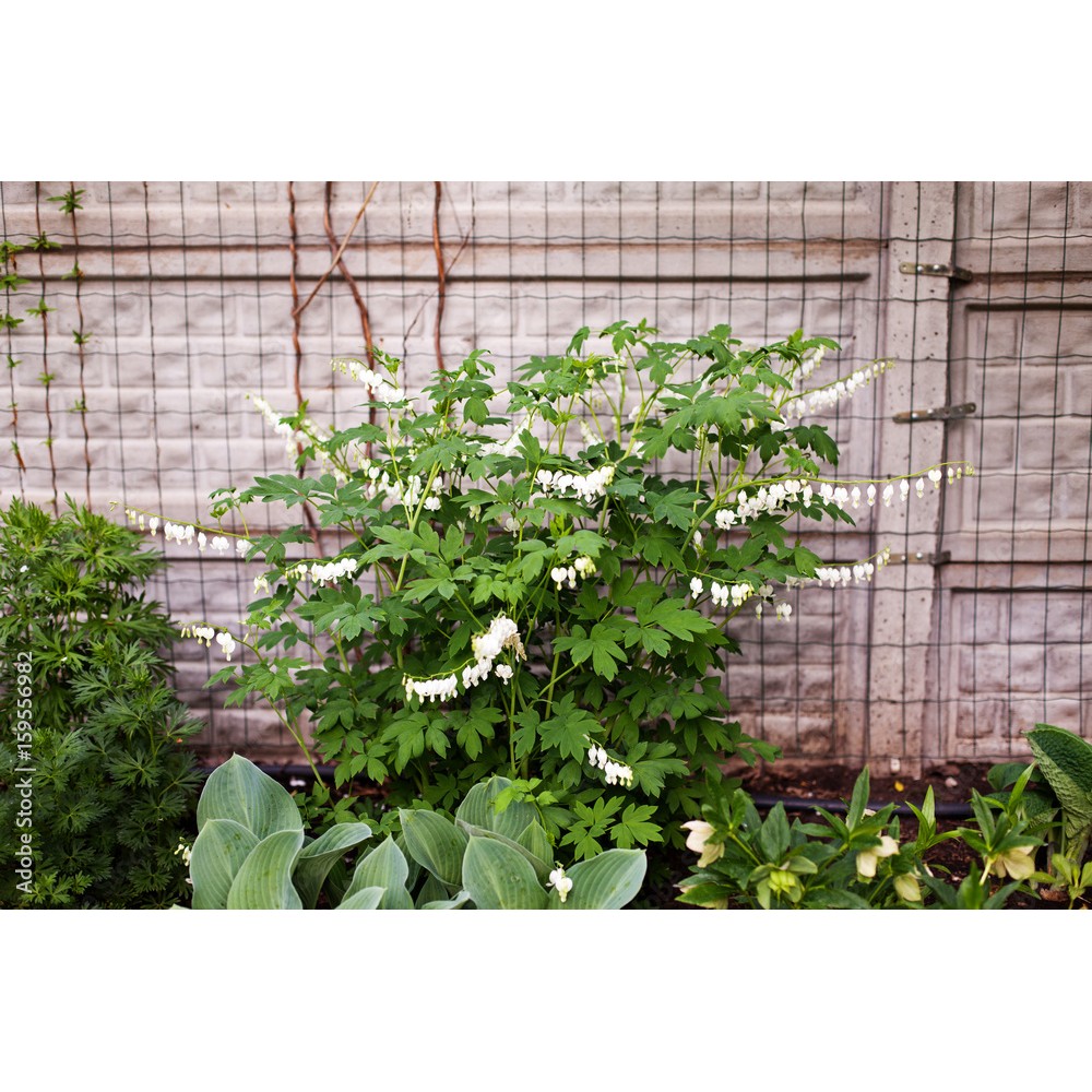 Dicentra Spectabilis Alba
