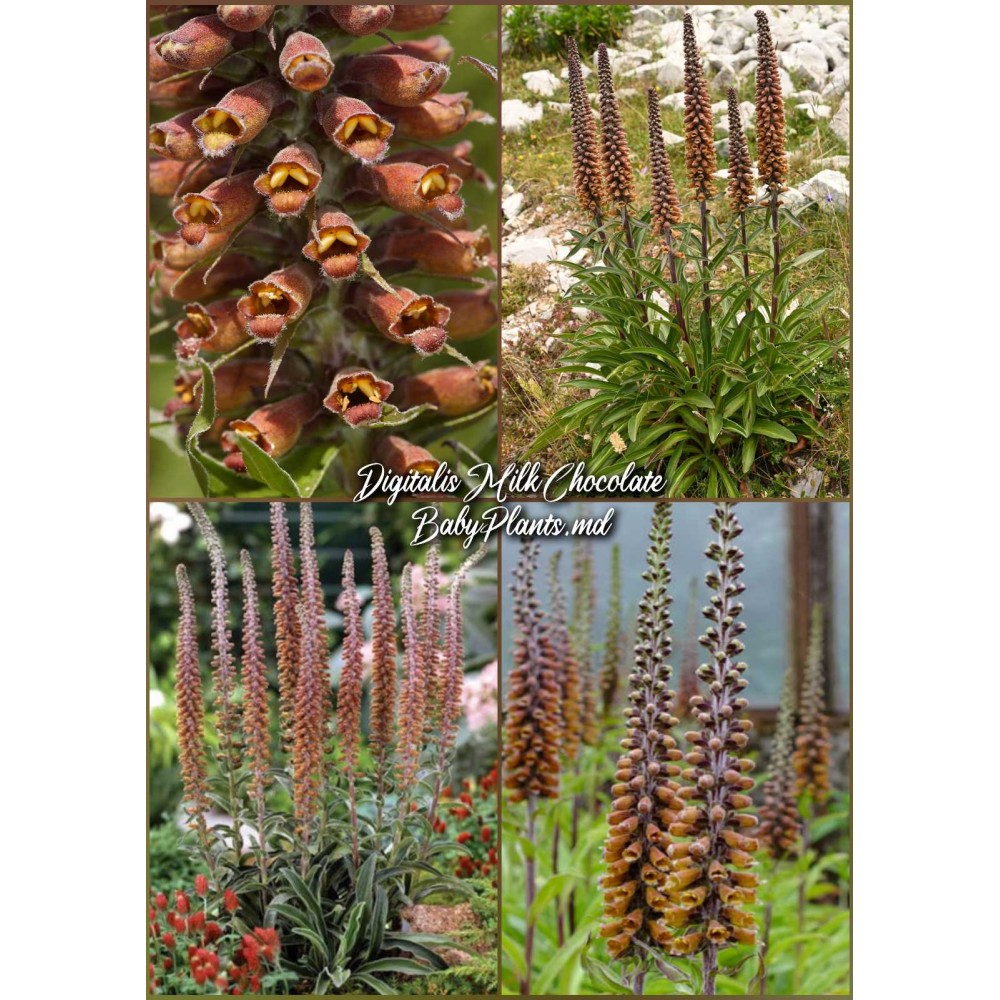 Digitalis Milk chocolate